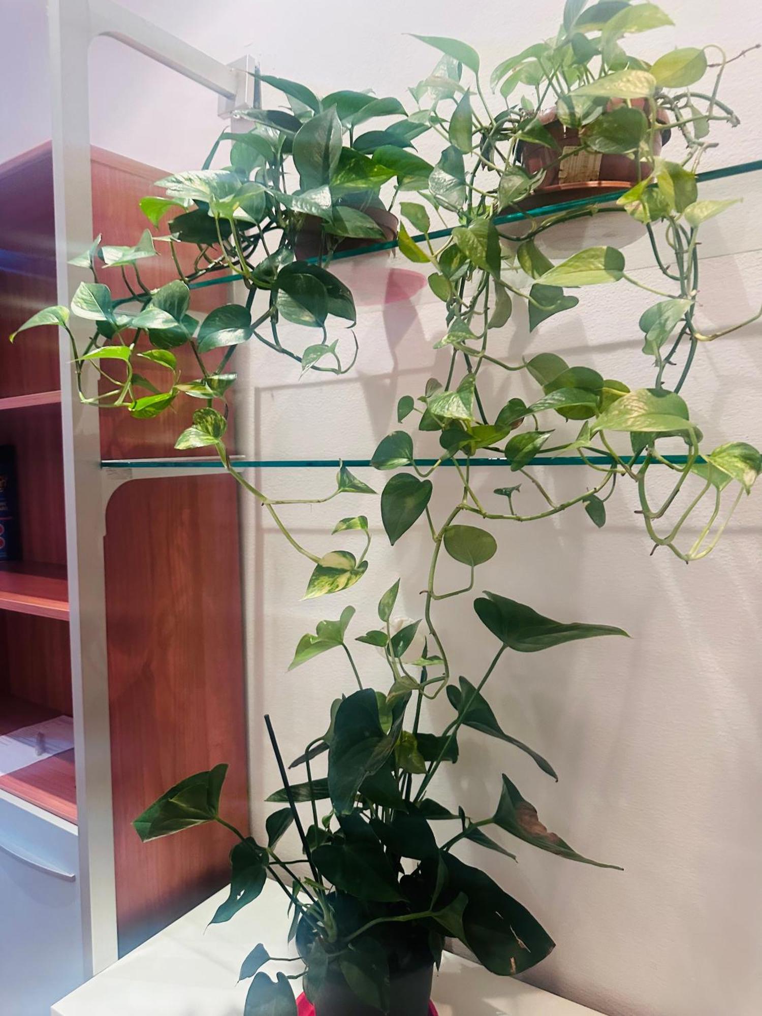 Entire 3 Bed Rooms Apartment,Centrum Genua Zewnętrze zdjęcie